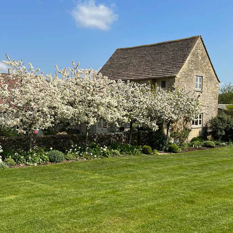 Blossom in front of Well Farm Stroud