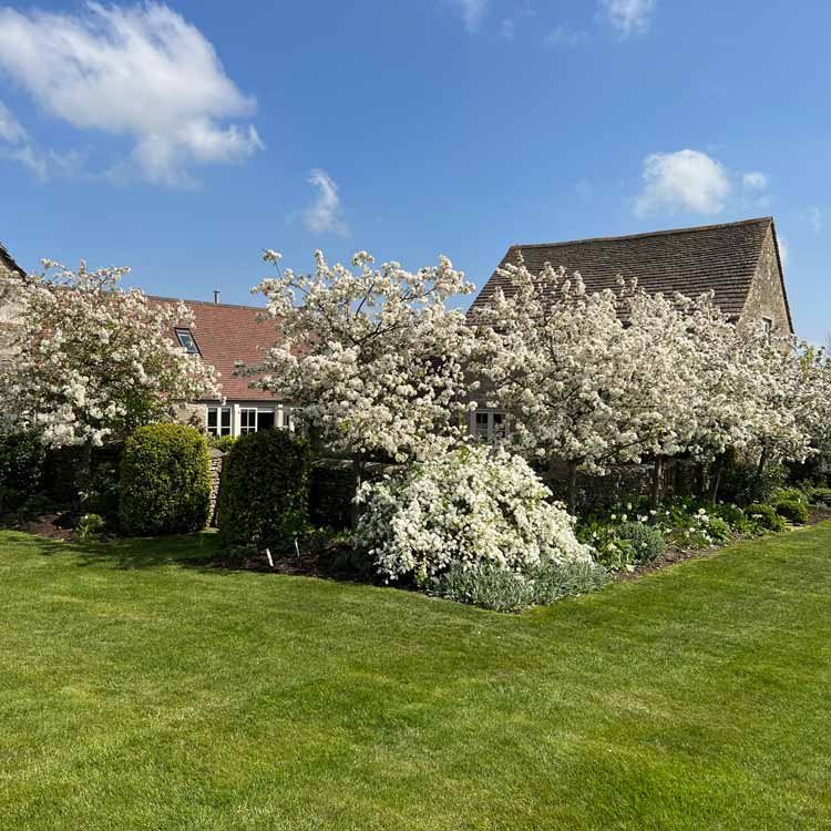 Mass of blossom at Well Farm Cirencester