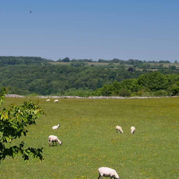 Fields with sheep at Well Farm Cotswolds