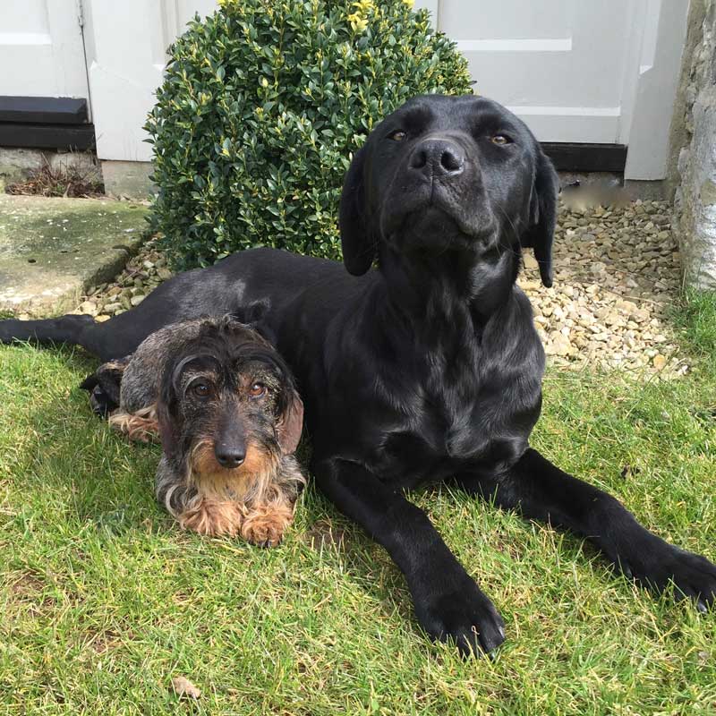 Dogs welcome at Well Farm Luxury B&B in Cotswolds